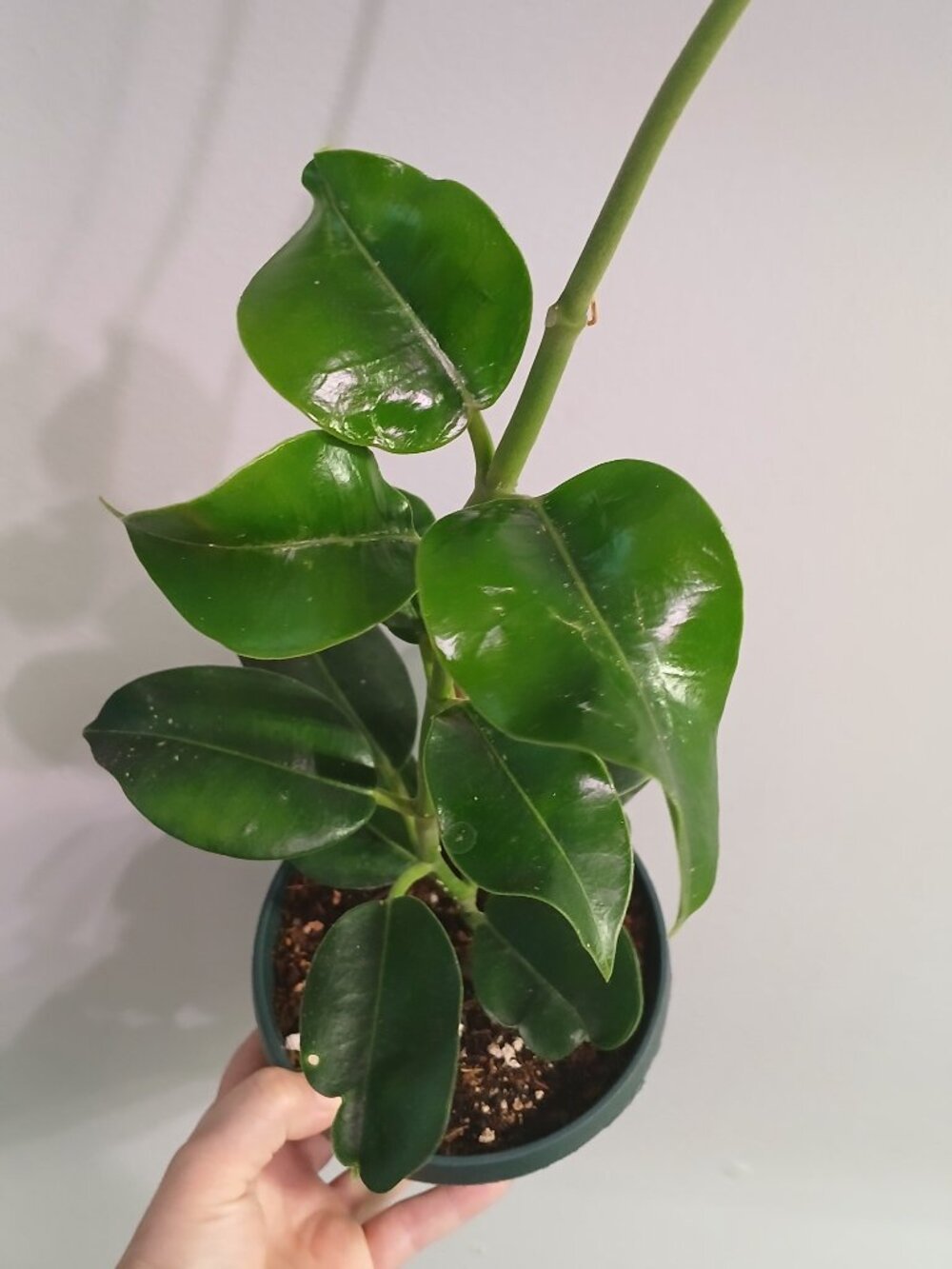 Hoya Imperialis Alba